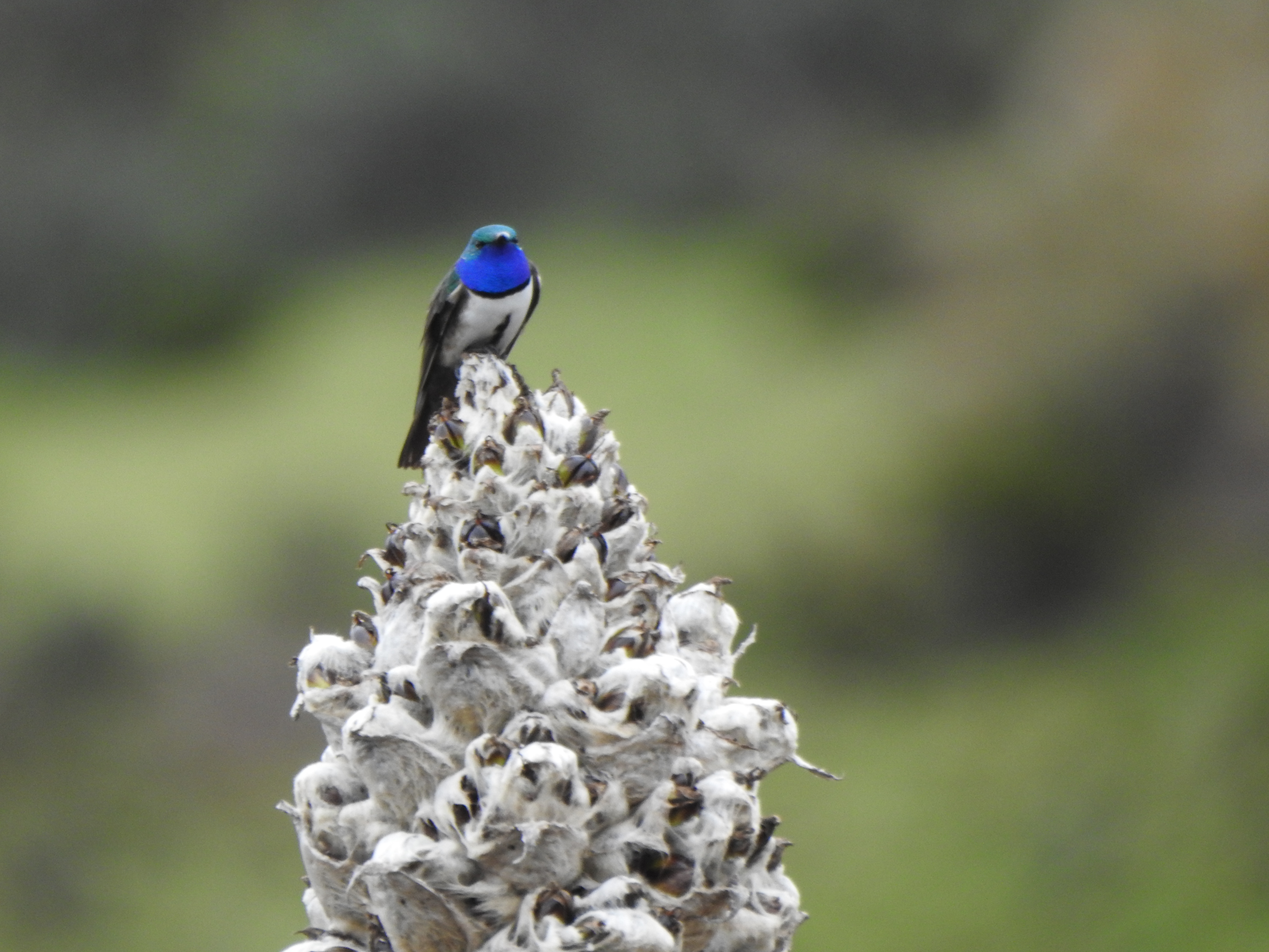 Alas de esperanza: liderando el futuro del colibrí Estrella de Garganta Azul